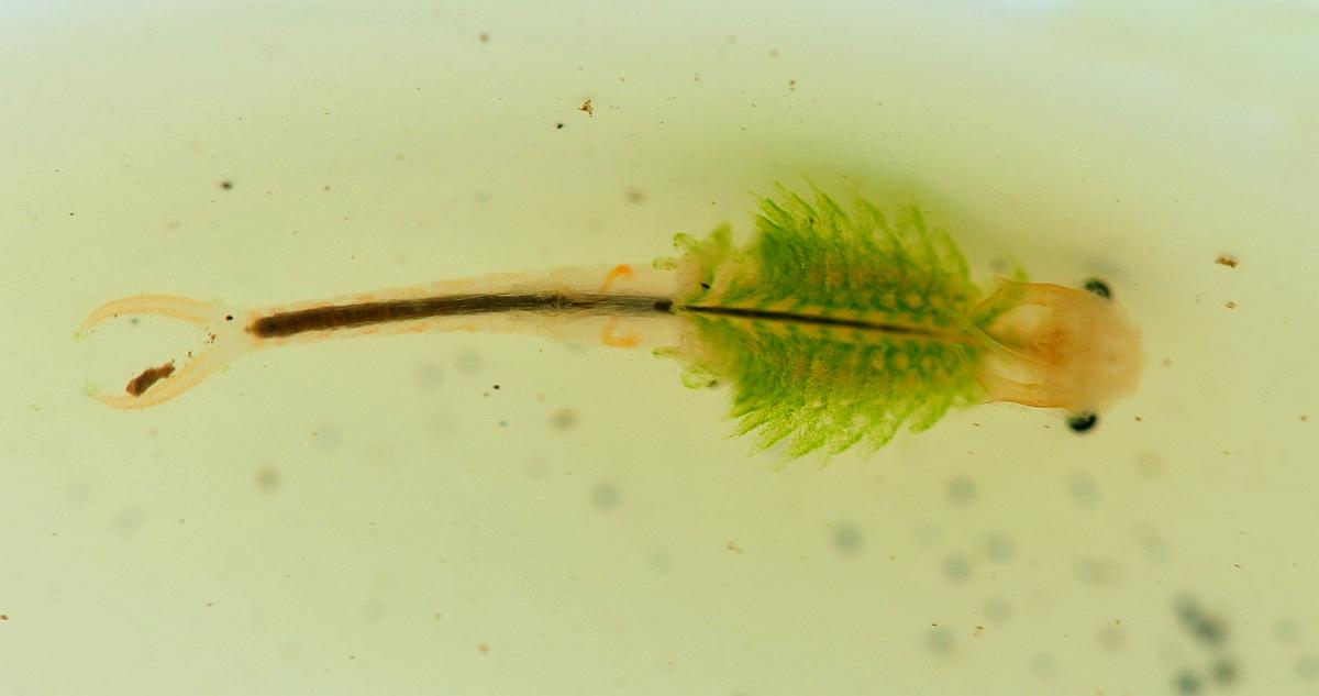 Branchipus sp. in alta quota nel PNALM