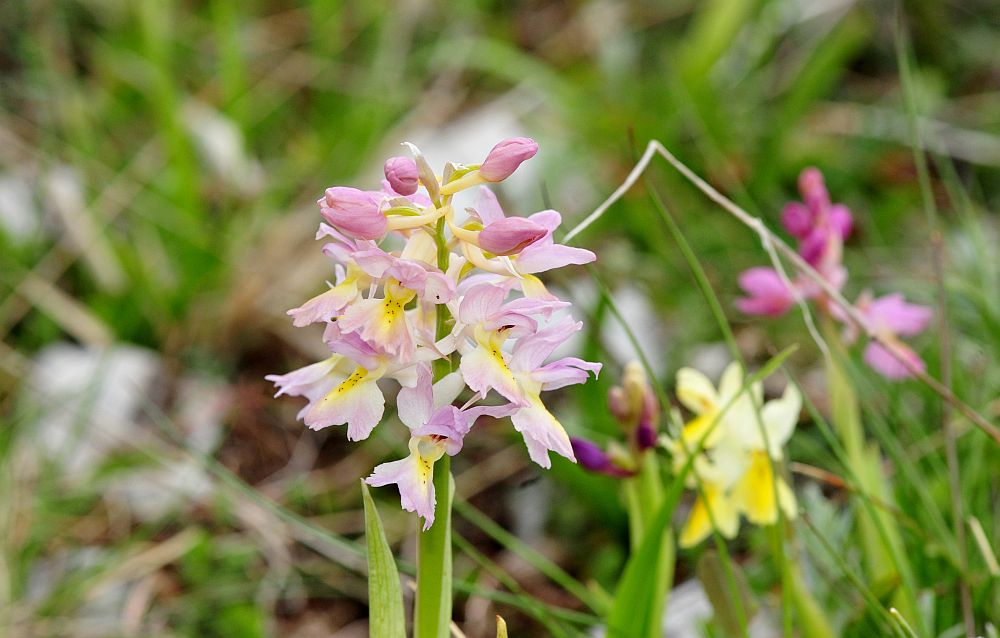 Orchis x colemanii