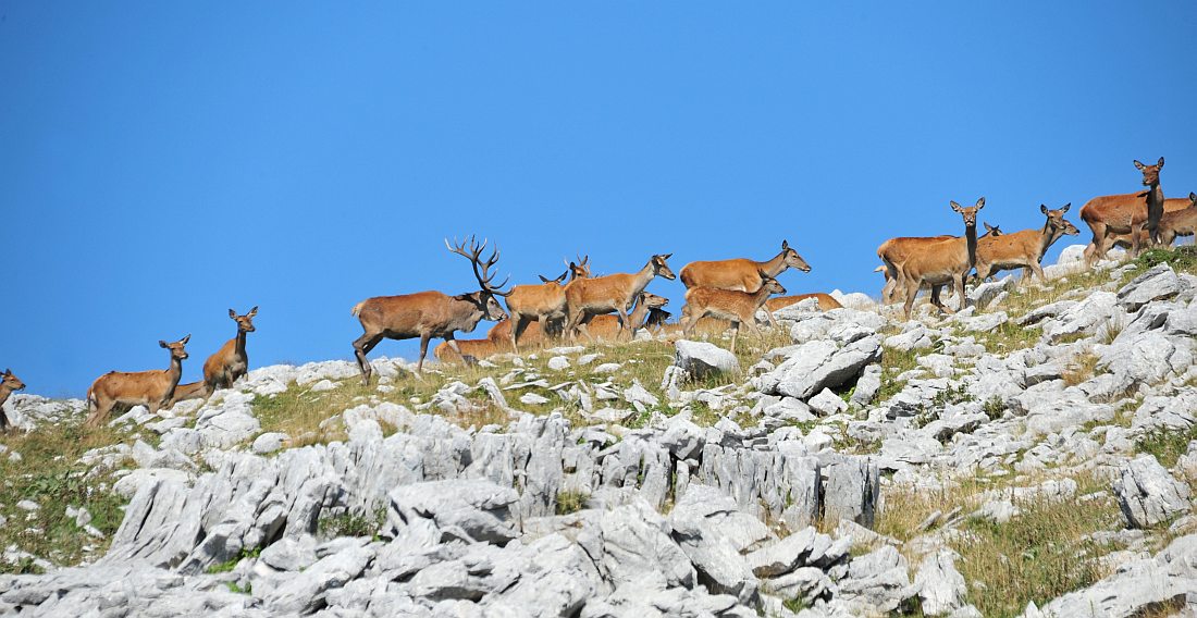 Branco di cervi in alta quota