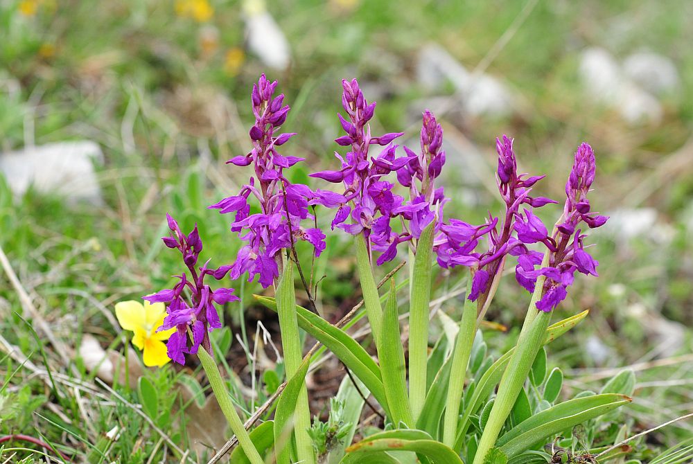 Orchis x colemanii