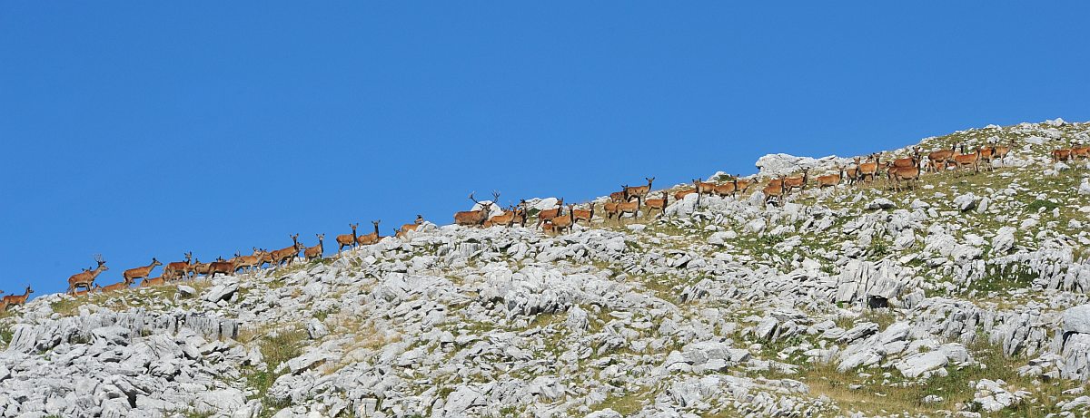 Branco di cervi in alta quota