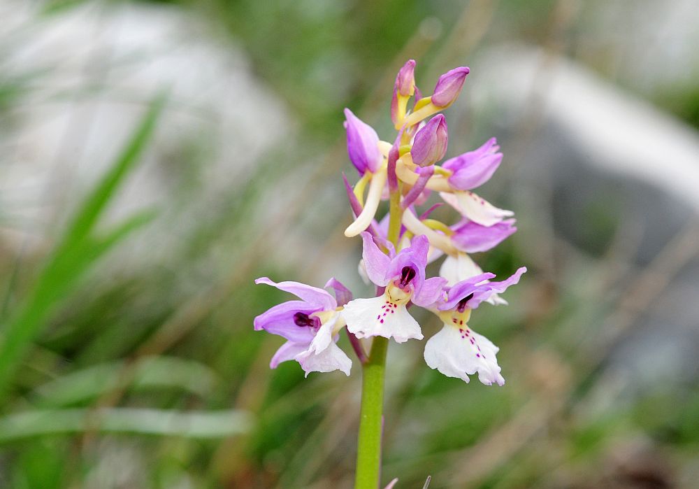 Orchis x colemanii