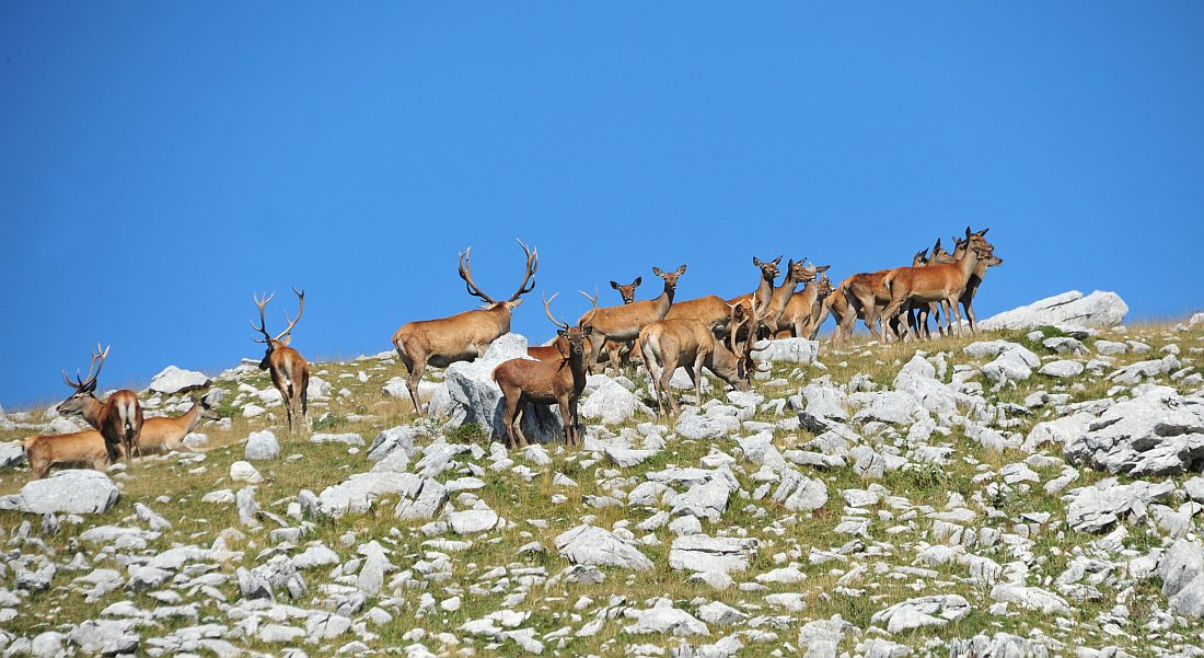 Branco di cervi in alta quota