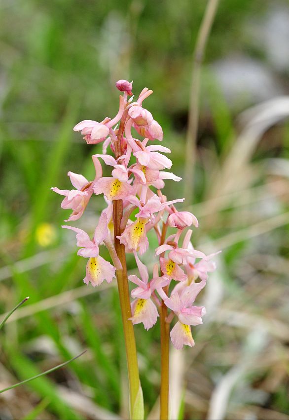 Orchis x colemanii