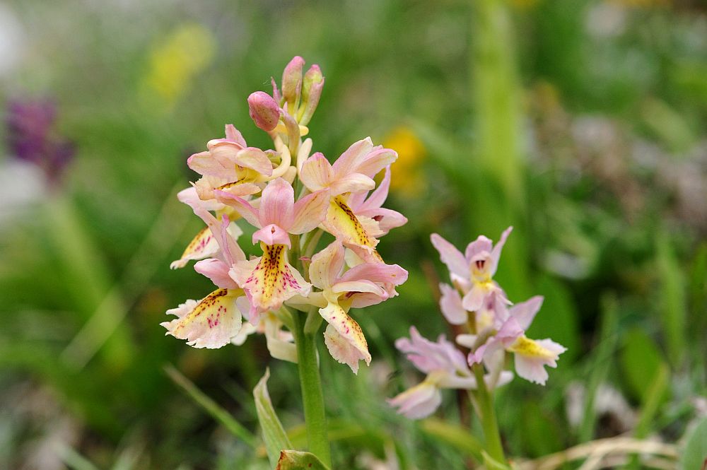 Orchis x colemanii