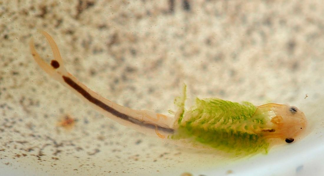 Branchipus sp. in alta quota nel PNALM