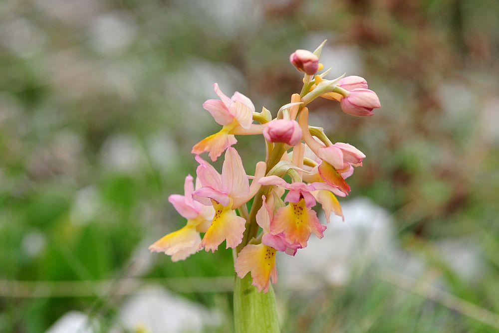 Orchis x colemanii