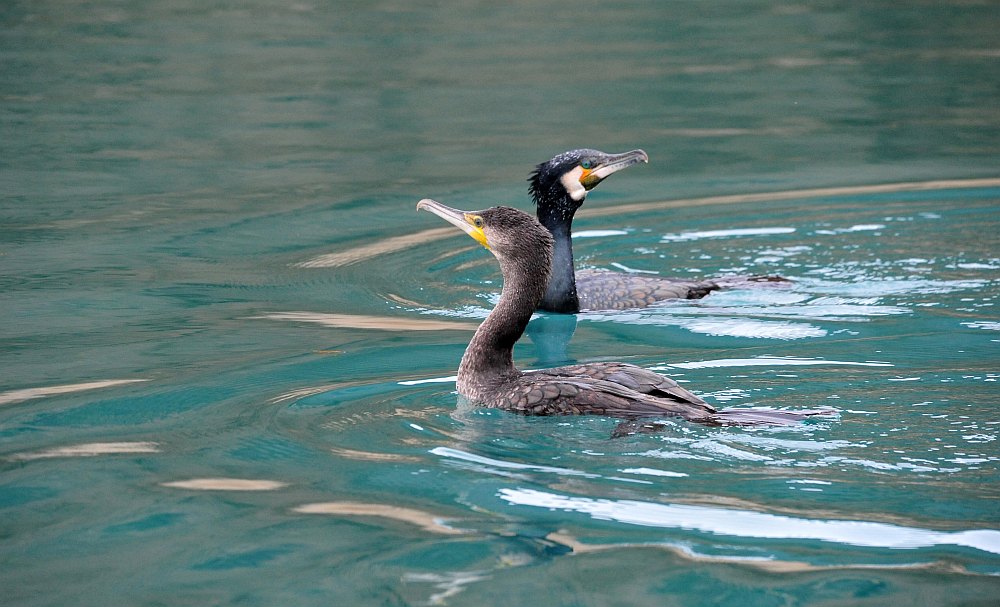 Cormorani nel periodo riproduttivo