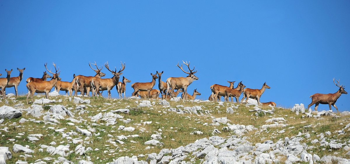 Branco di cervi in alta quota