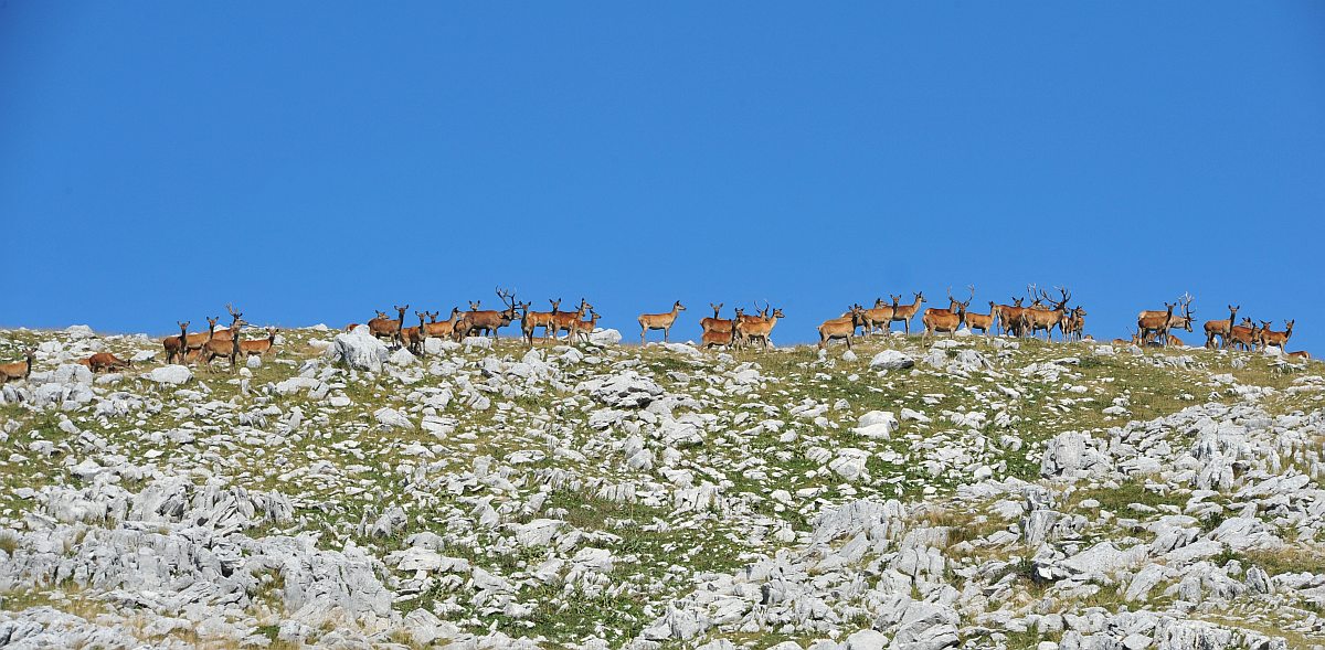 Branco di cervi in alta quota