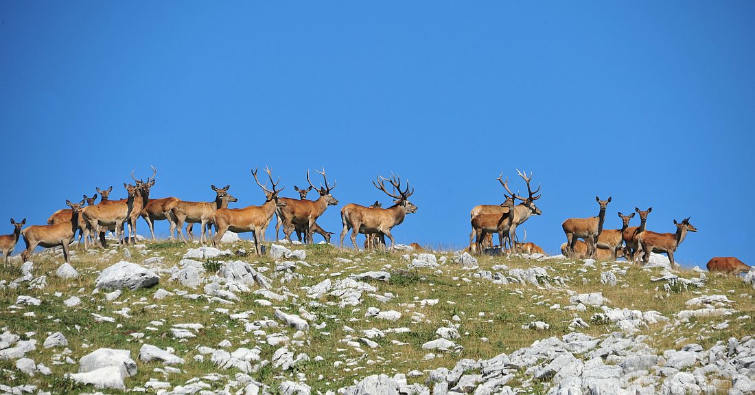 Branco di cervi in alta quota