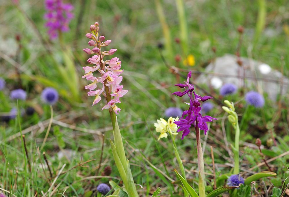 Orchis x colemanii