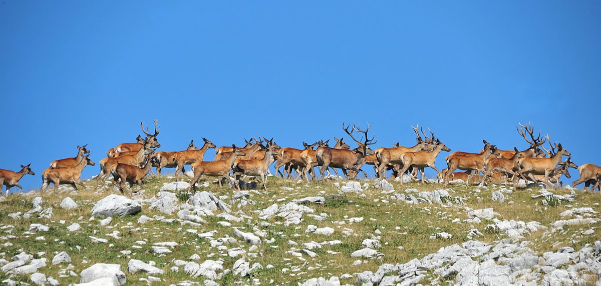 Branco di cervi in alta quota