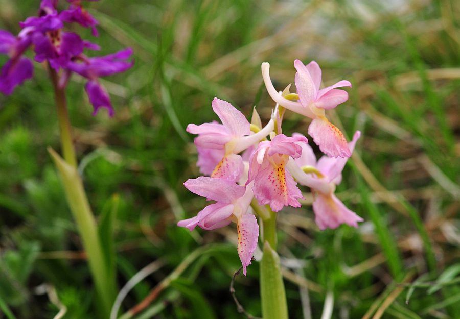 Orchis x colemanii