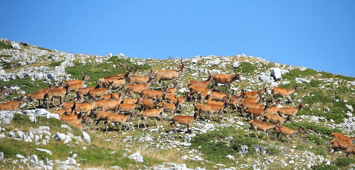 Branco di cervi in alta quota