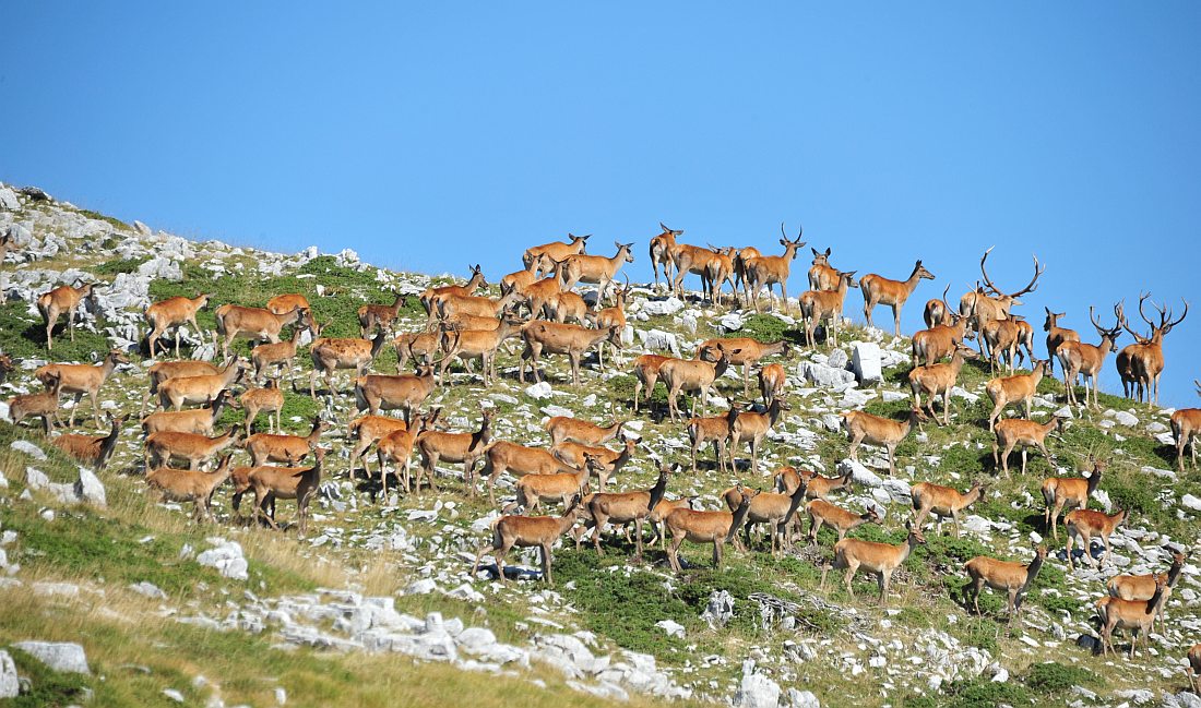 Branco di cervi in alta quota