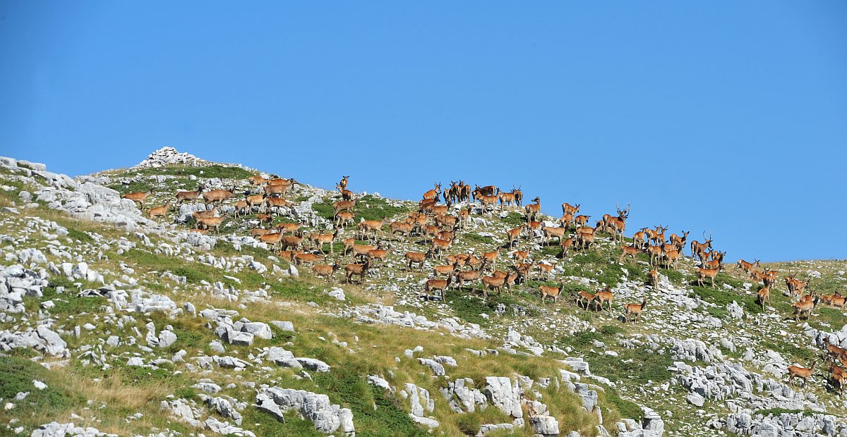 Branco di cervi in alta quota