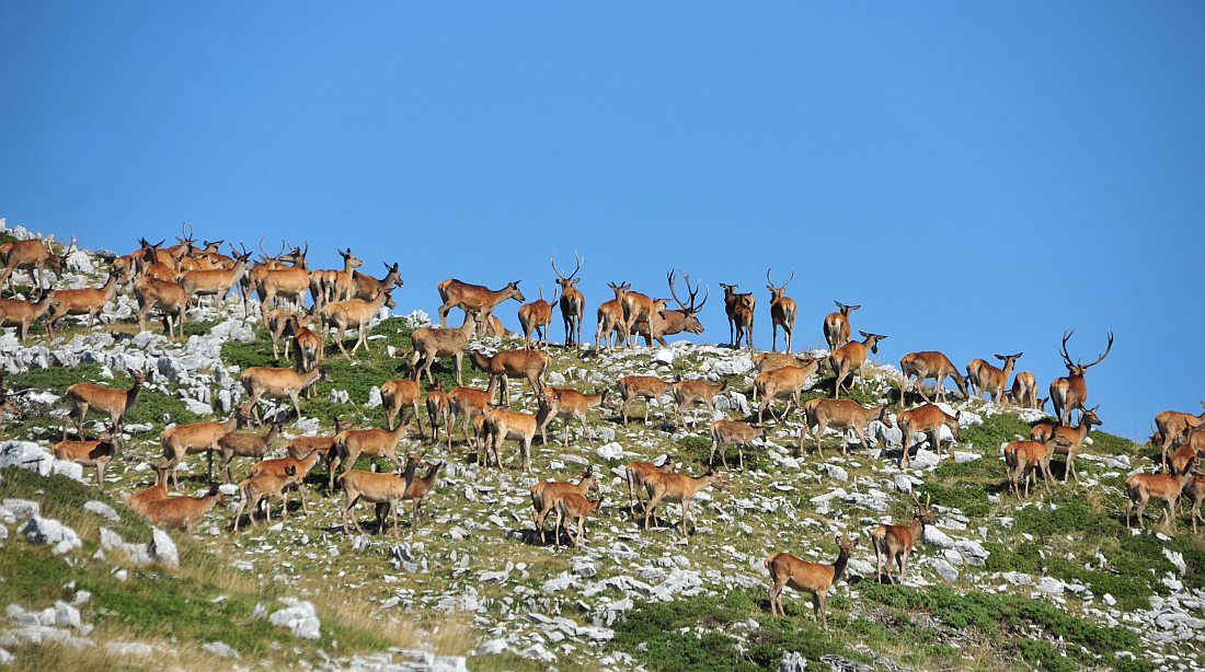 Branco di cervi in alta quota