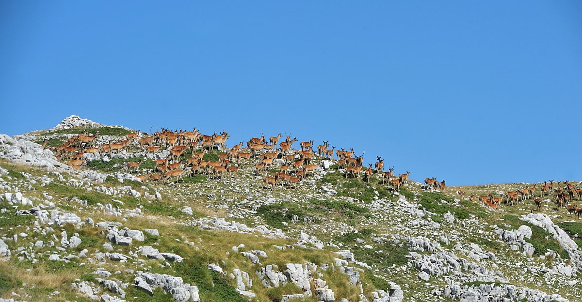 Branco di cervi in alta quota