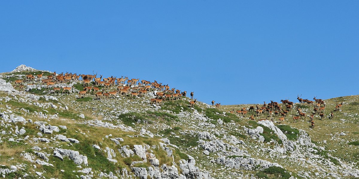 Branco di cervi in alta quota