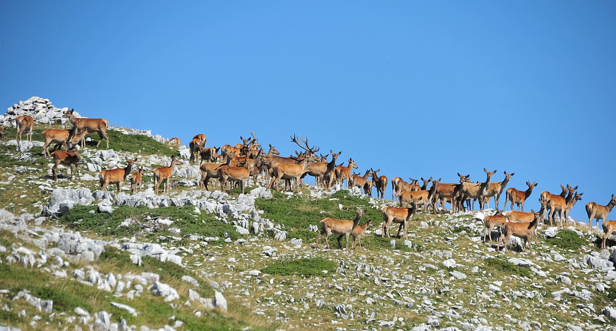 Branco di cervi in alta quota