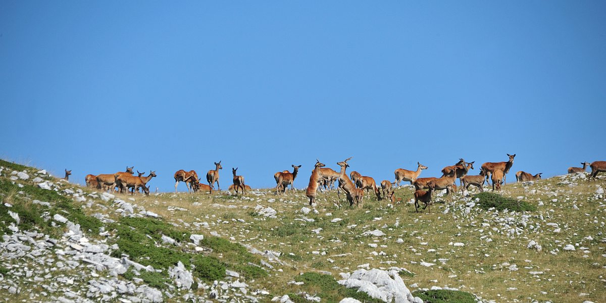 Branco di cervi in alta quota