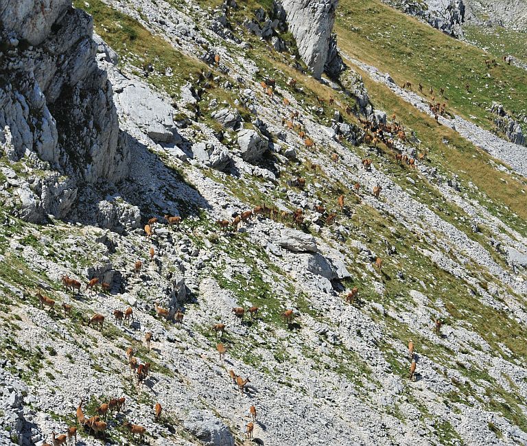 Branco di cervi in alta quota