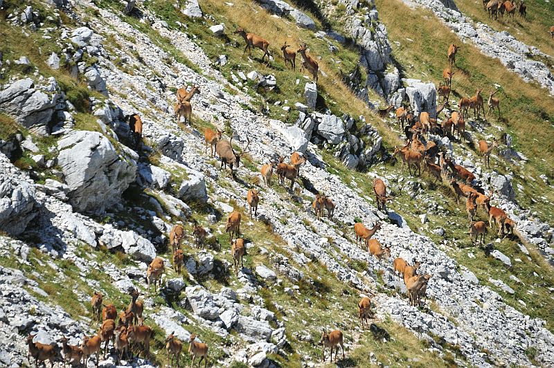 Branco di cervi in alta quota