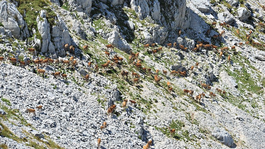 Branco di cervi in alta quota