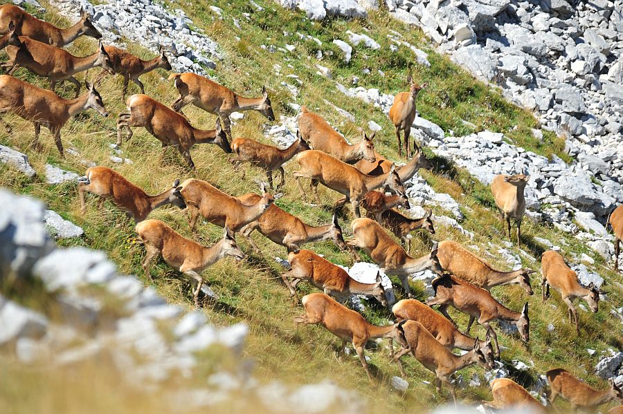 Branco di cervi in alta quota