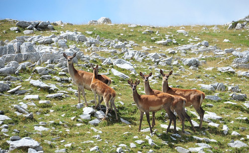 Branco di cervi in alta quota