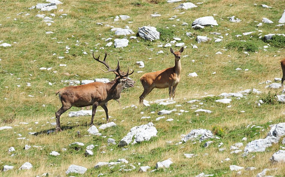 Branco di cervi in alta quota