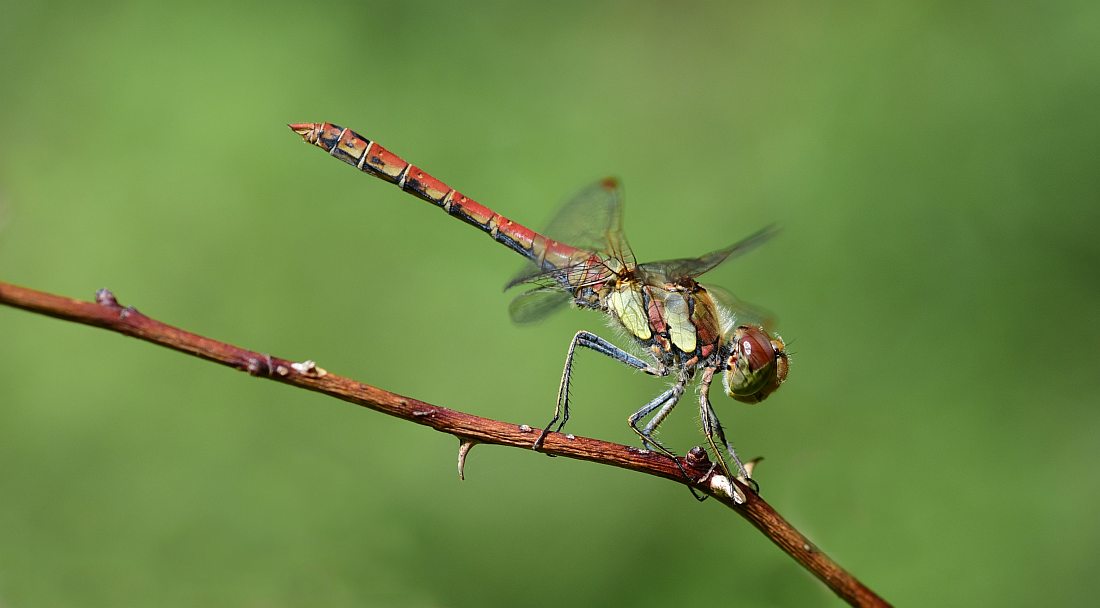 maschio di Sympetrum striolatum