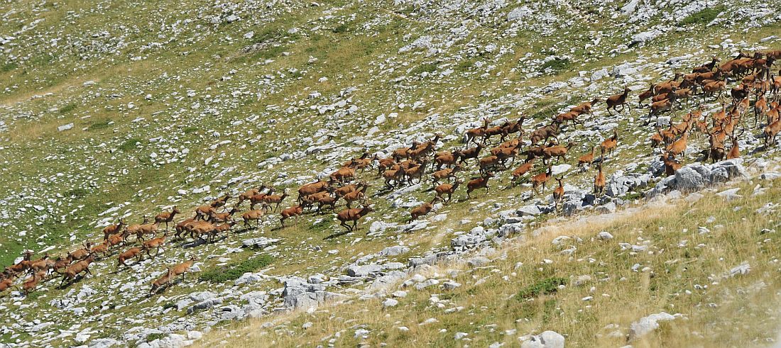 Branco di cervi in alta quota