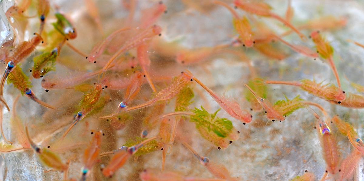 Branchipus sp. in alta quota nel PNALM