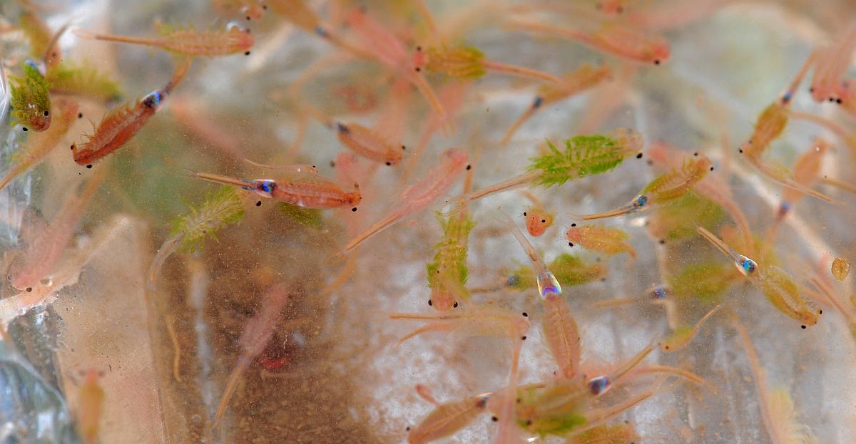 Branchipus sp. in alta quota nel PNALM