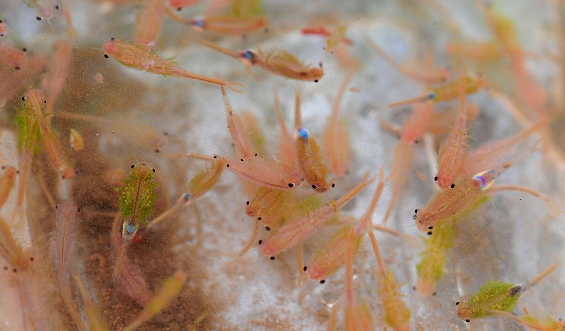 Branchipus sp. in alta quota nel PNALM