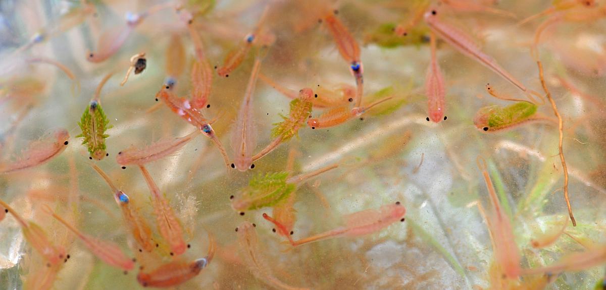 Branchipus sp. in alta quota nel PNALM