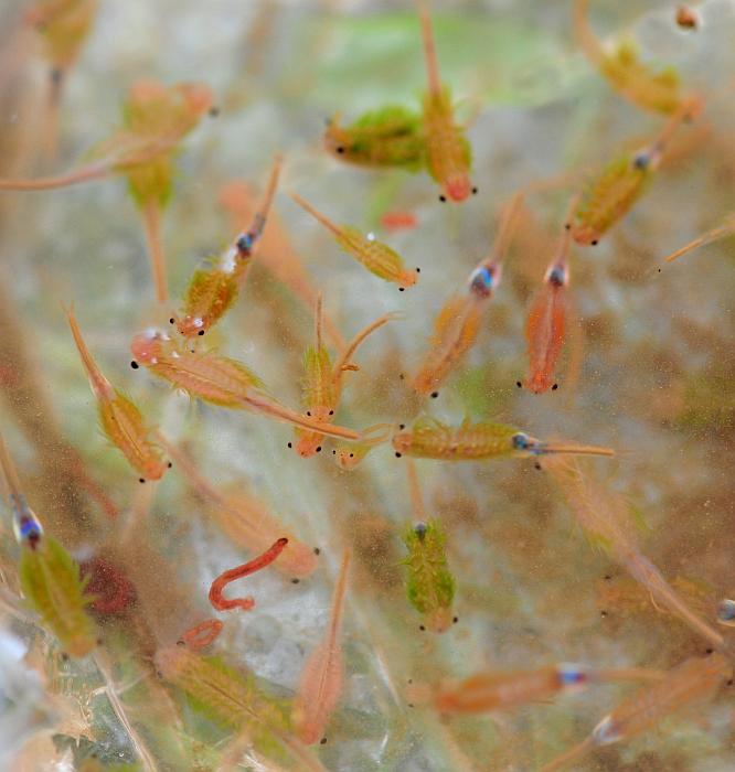 Branchipus sp. in alta quota nel PNALM