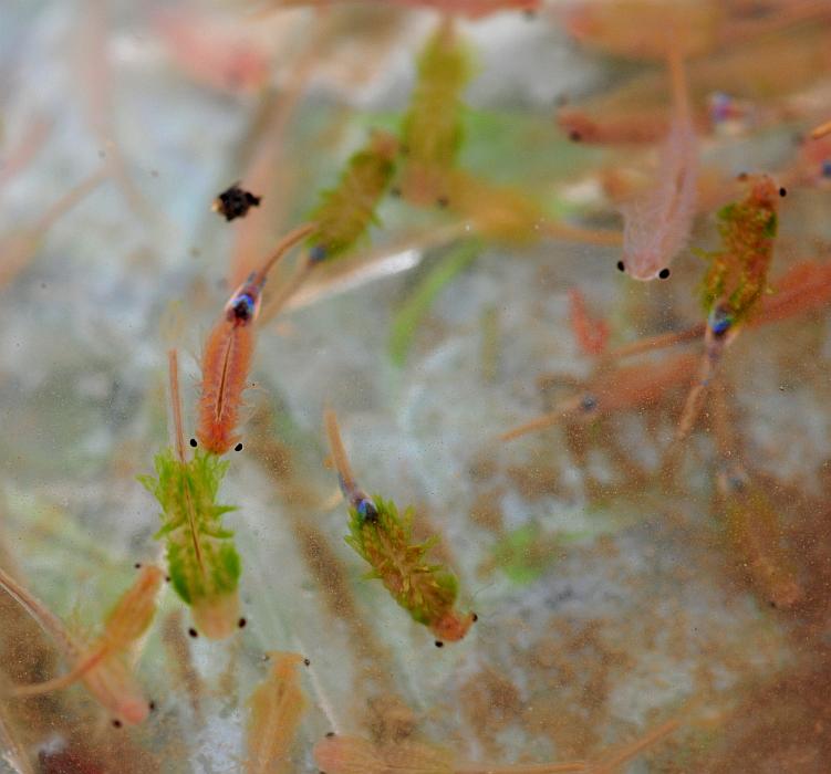 Branchipus sp. in alta quota nel PNALM