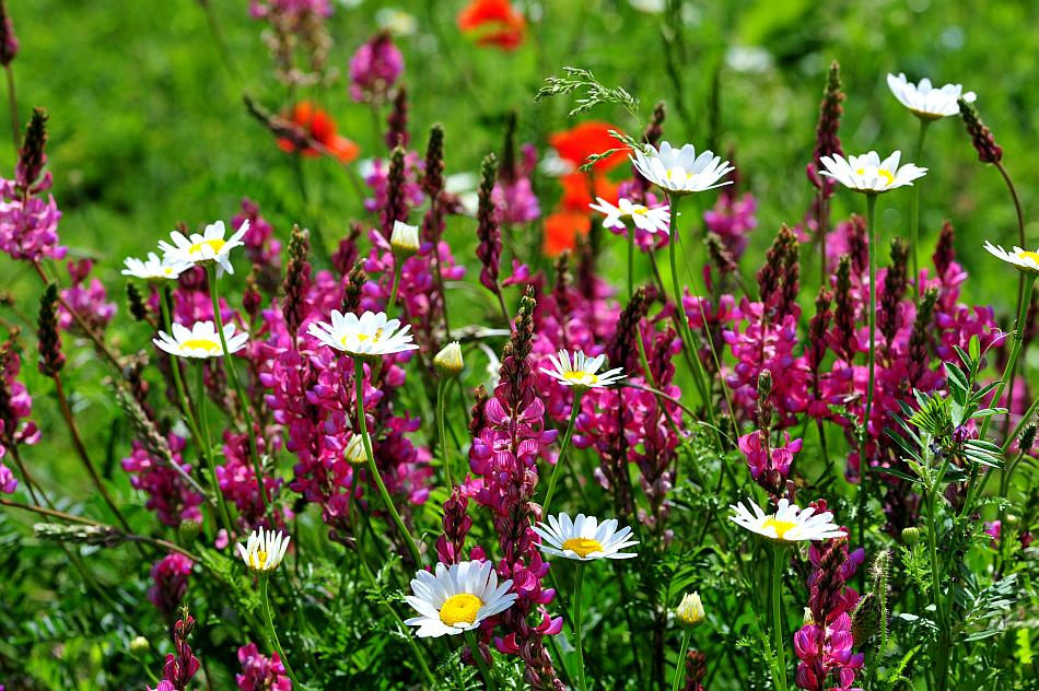 Esplosione di colori nel Parco Nazionale d''Abruzzo