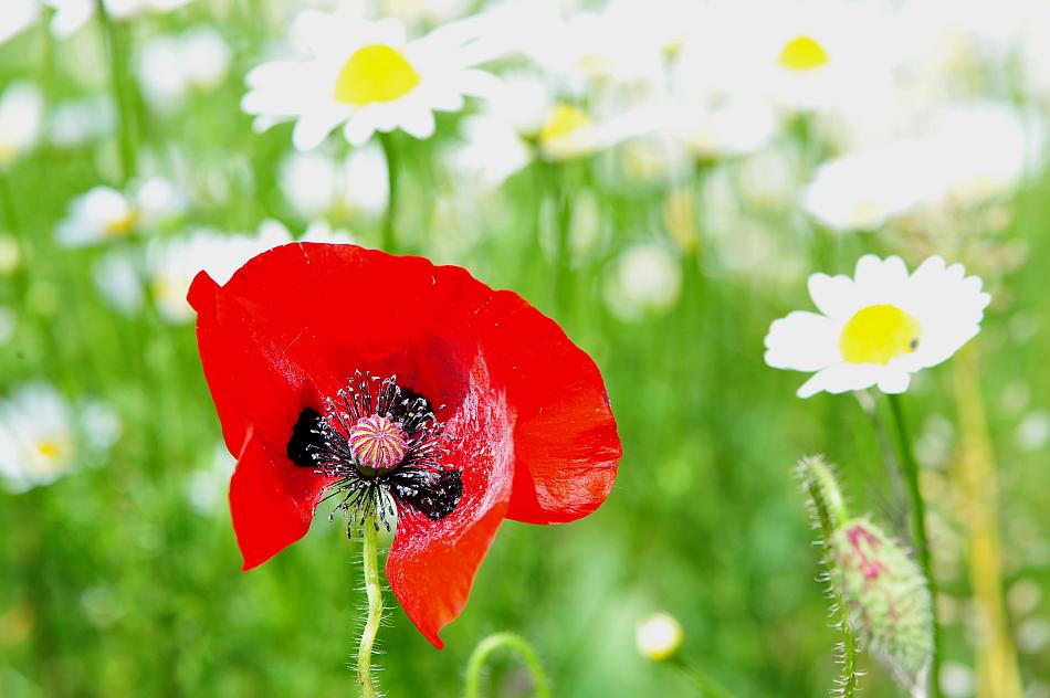 Esplosione di colori nel Parco Nazionale d''Abruzzo