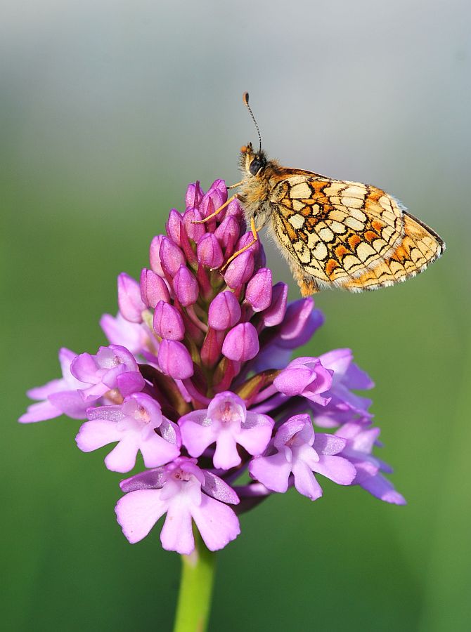 Melitaea athalia?