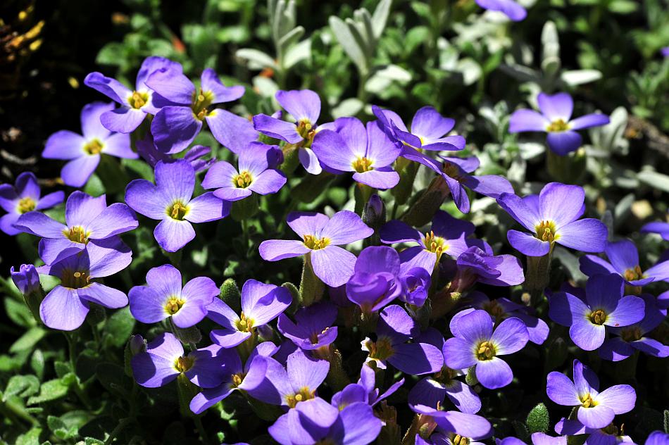 Esplosione di colori nel Parco Nazionale d''Abruzzo