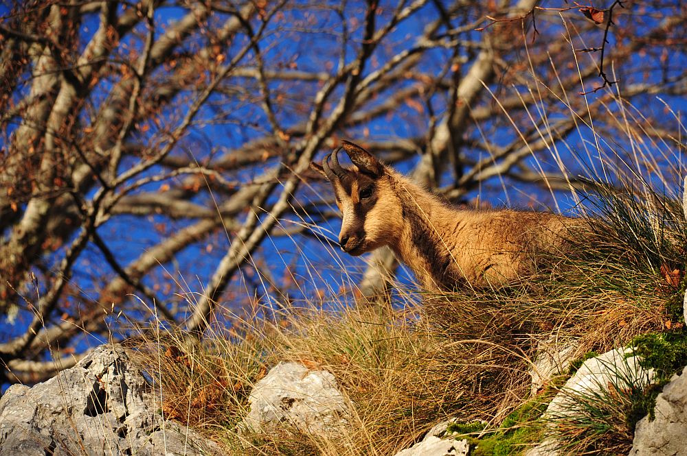 Camoscio appenninico - Rupicapra pyrenaica ornata