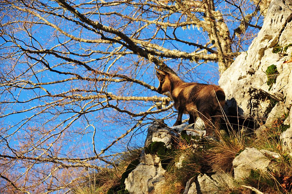 Camoscio appenninico - Rupicapra pyrenaica ornata