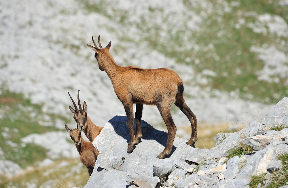 Camoscio appenninico - Rupicapra pyrenaica ornata