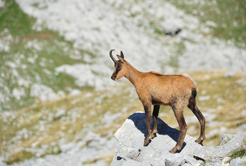 Camoscio appenninico - Rupicapra pyrenaica ornata