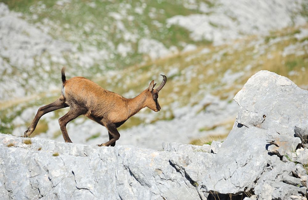 Camoscio appenninico - Rupicapra pyrenaica ornata