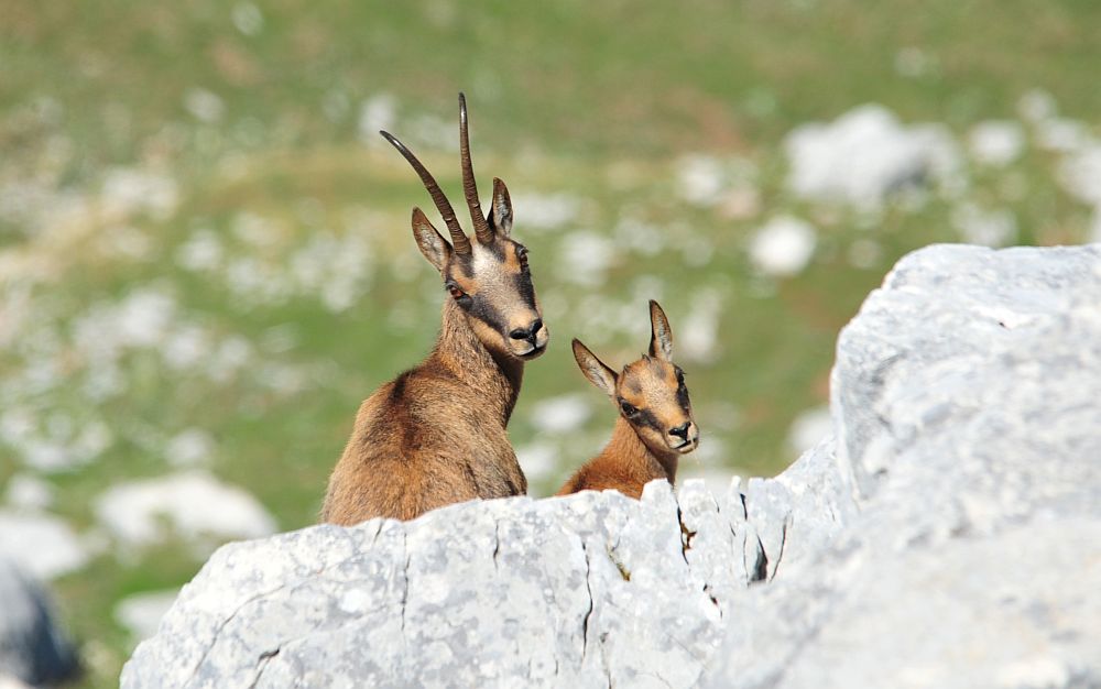 Camoscio appenninico - Rupicapra pyrenaica ornata